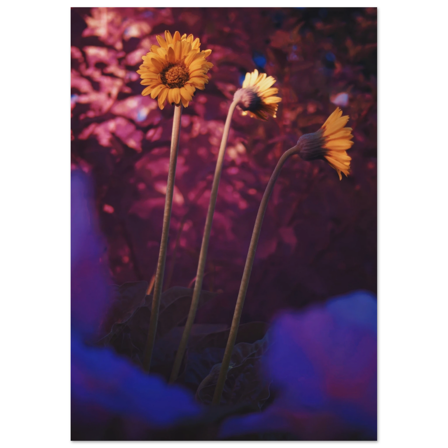 dde50831-1c18-4969-bb06-674744ad782f