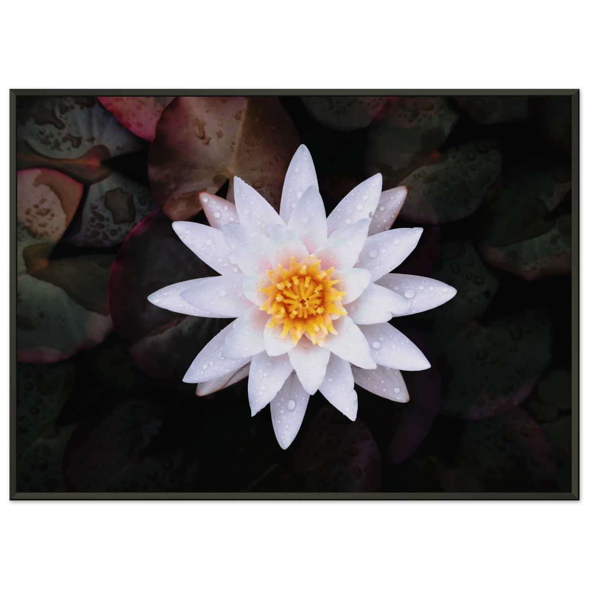 11+ Lily Spiritual Meaning LILY Metal Framed Print – Kodokama Art + Apparel